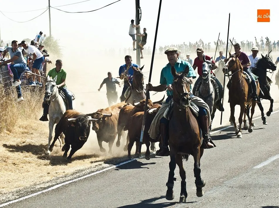 Foto 8 - Los caballistas arropan a la perfecci&oacute;n a la manada en el tercer encierro de Fuenteguinaldo  