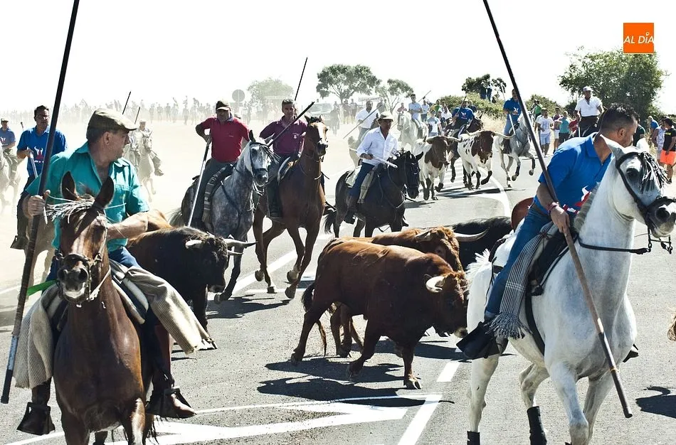 Foto 6 - Los caballistas arropan a la perfecci&oacute;n a la manada en el tercer encierro de Fuenteguinaldo  
