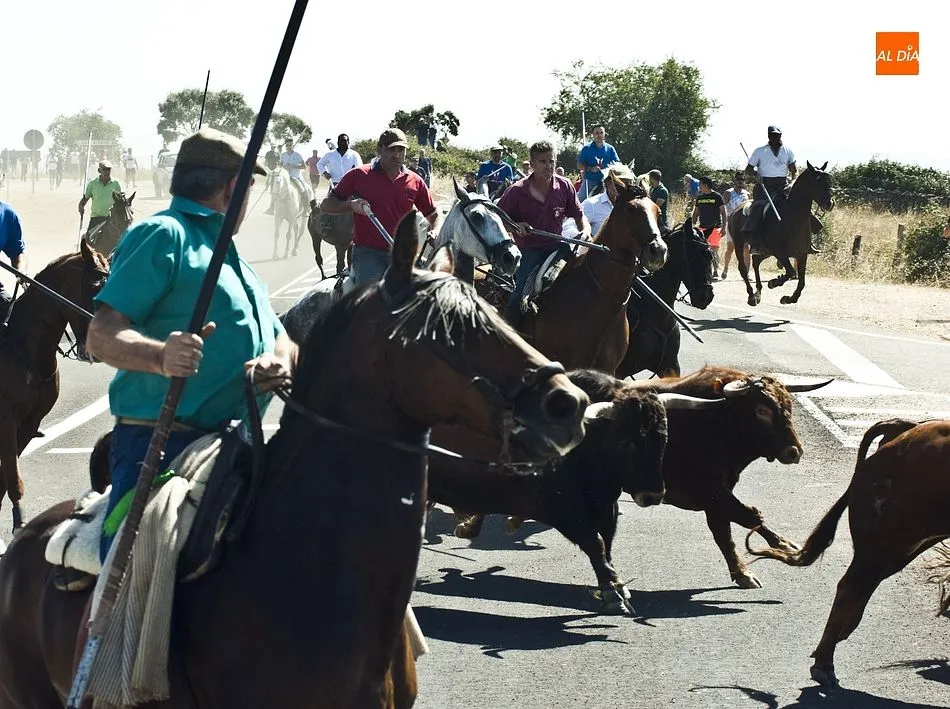 Foto 4 - Los caballistas arropan a la perfecci&oacute;n a la manada en el tercer encierro de Fuenteguinaldo  