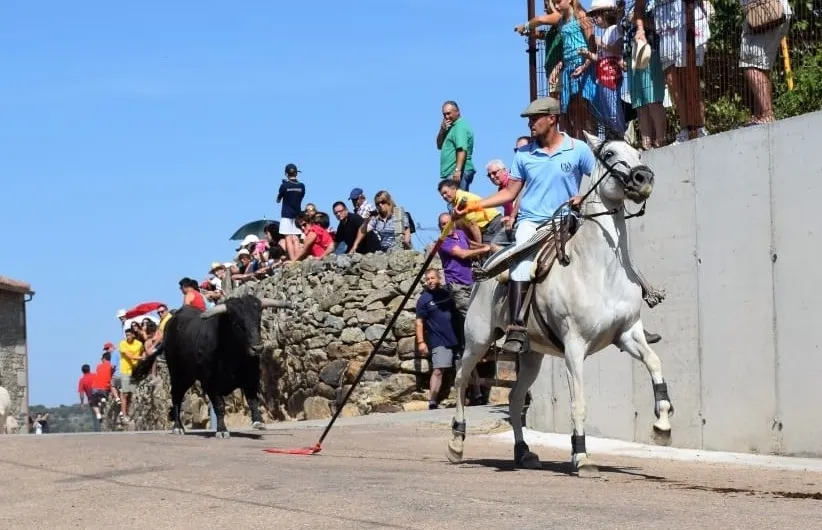 Uno de los caballistas conduciendo a uno de los astados | Fotos: Juan Antonio Martín