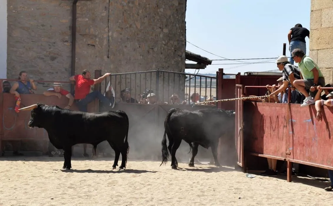 Foto 11 - Villar de Ciervo completa el marat&oacute;n de eventos taurinos dominicales en la comarca  