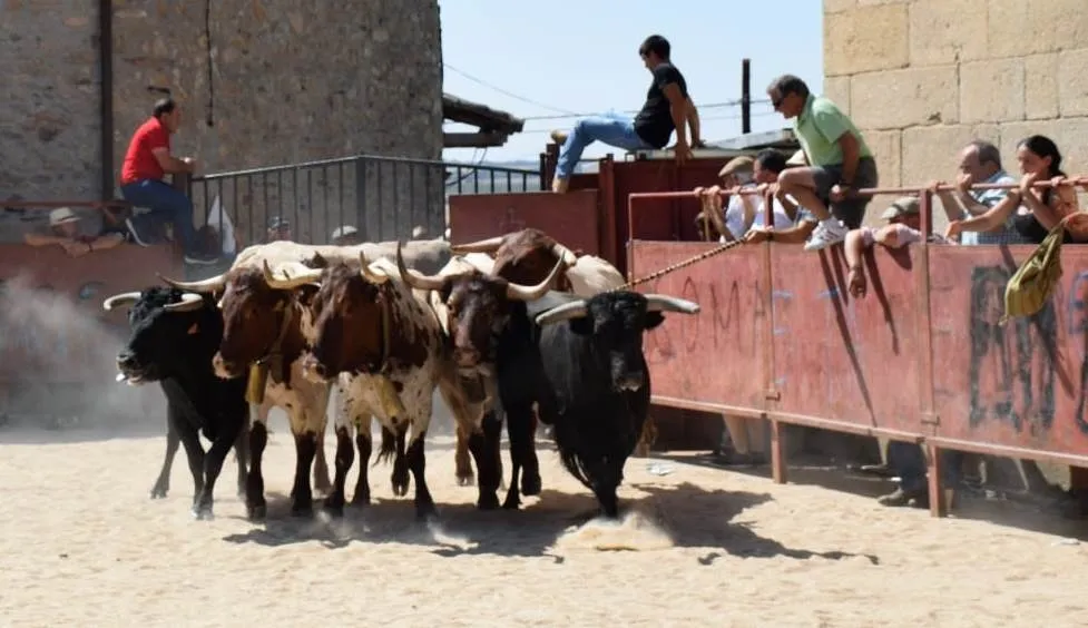 Foto 5 - Villar de Ciervo completa el marat&oacute;n de eventos taurinos dominicales en la comarca  