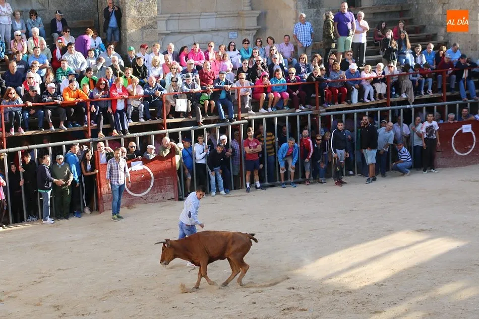 Foto 5 - Bonito tercer encierro de Aldead&aacute;vila con novillos de Domingo L&oacute;pez Chaves  