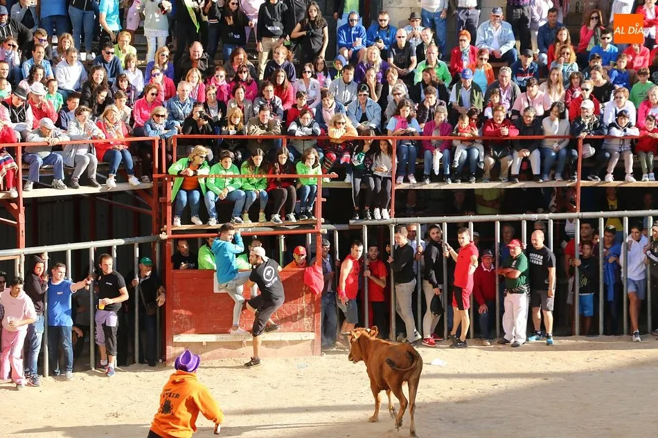 Bonito tercer encierro de Aldeadávila con novillos de Domingo López Chaves  