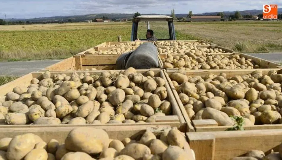 La Comunidad, principal productora de patata de España