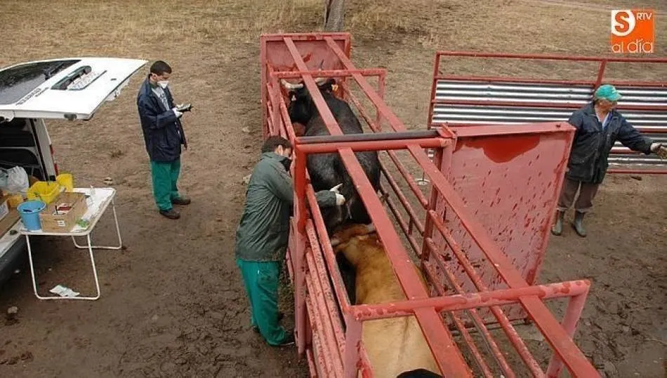 Veterinarios realizando el saneamiento ganadero | Foto: Corral