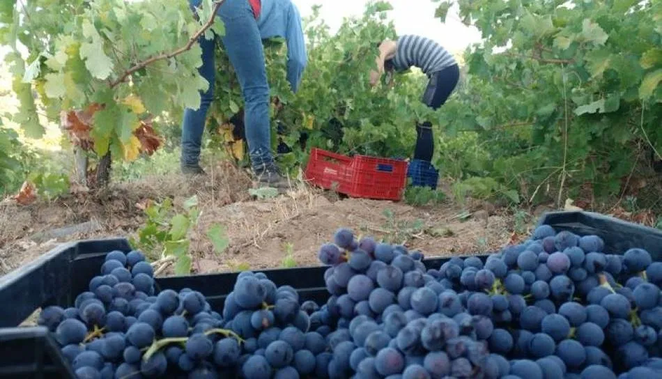 	Recolección de una campaña anterior en la parcela El Pocito de Villanueva del Conde