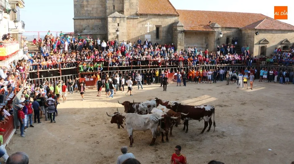 Foto 9 - Complicado cuarto encierro de Aldead&aacute;vila con novillos de Valrubio y susto en la plaza  