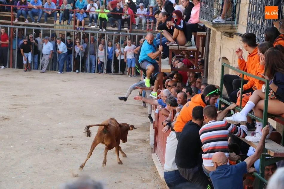 Foto 2 - Complicado cuarto encierro de Aldead&aacute;vila con novillos de Valrubio y susto en la plaza  