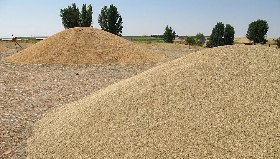 El precio del cereal en España, lejos del que se alcanza en otros mercados internacionales. Foto: UPA-COAG