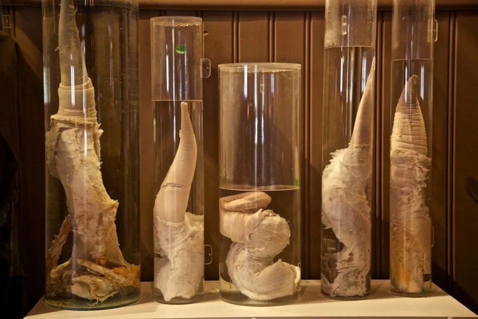 Foto 3 - Un museo salmantino, entre los 10 m&aacute;s curiosos del mundo