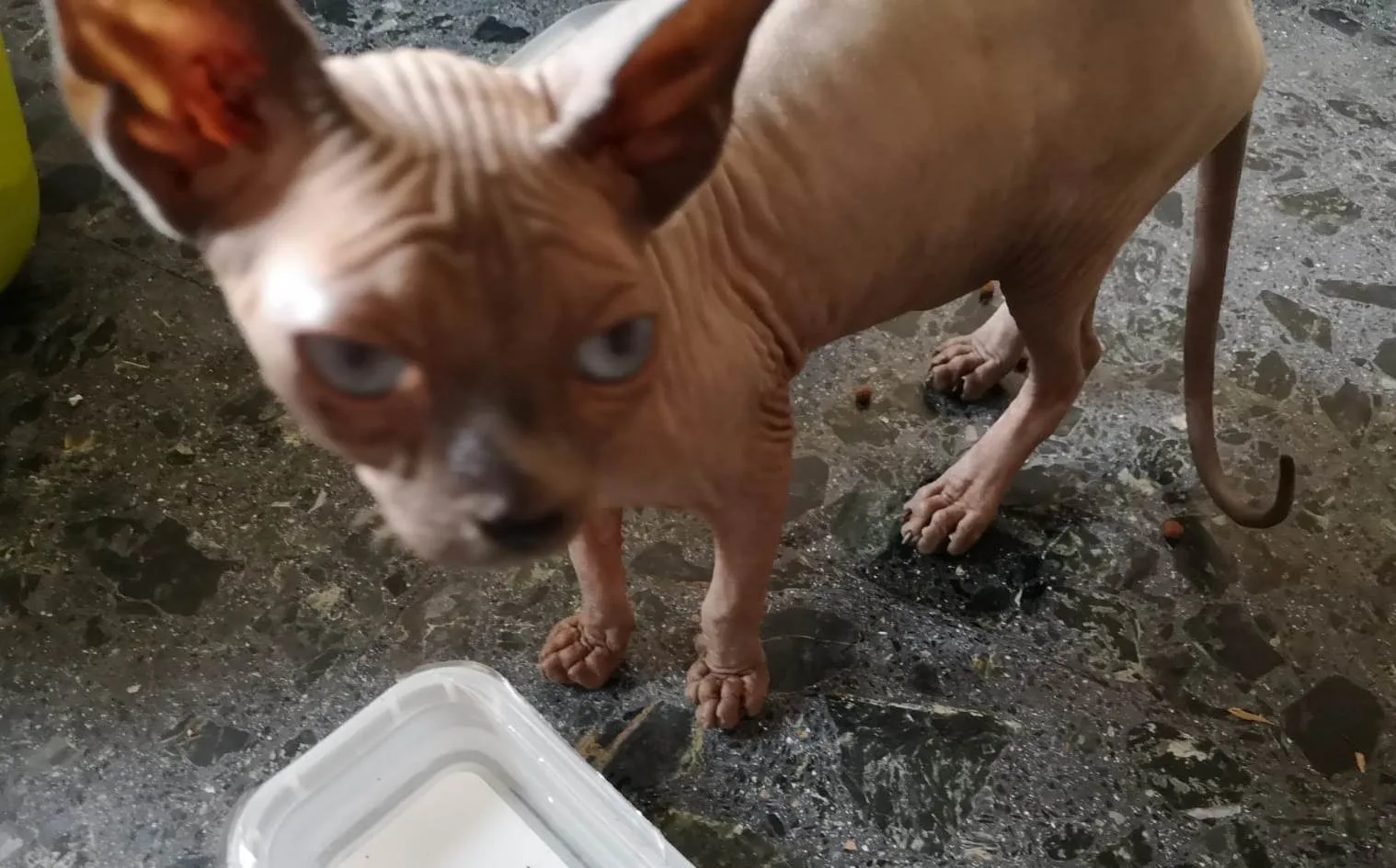 Ofrecen recompensa a quién localice una gata perdida  
