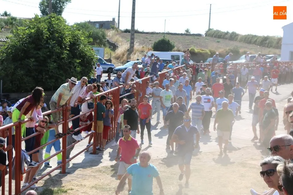 Foto 10 - Emocionante encierro de Valrubio en las fiestas de Pere&ntilde;a de la Ribera  
