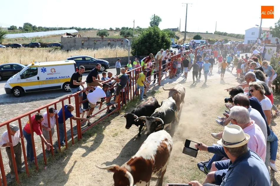 Foto 9 - Emocionante encierro de Valrubio en las fiestas de Pere&ntilde;a de la Ribera  
