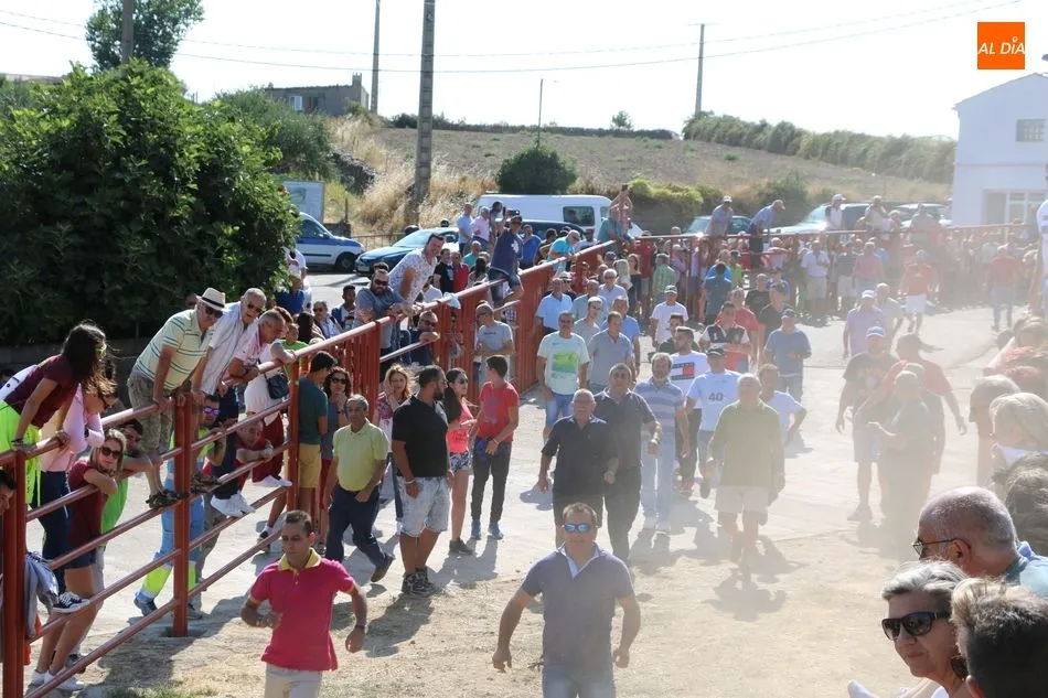Foto 8 - Emocionante encierro de Valrubio en las fiestas de Pere&ntilde;a de la Ribera  