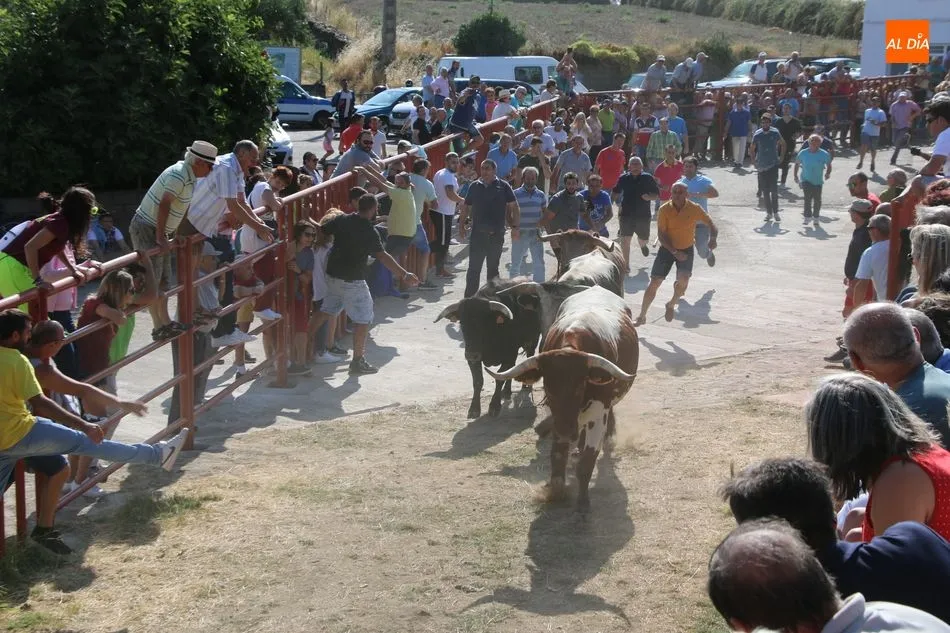 Foto 2 - Emocionante encierro de Valrubio en las fiestas de Pere&ntilde;a de la Ribera  