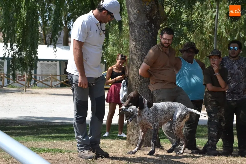 Foto 8 - Los perros de caza demuestran su habilidad en el agua en el Canal de La Concha  