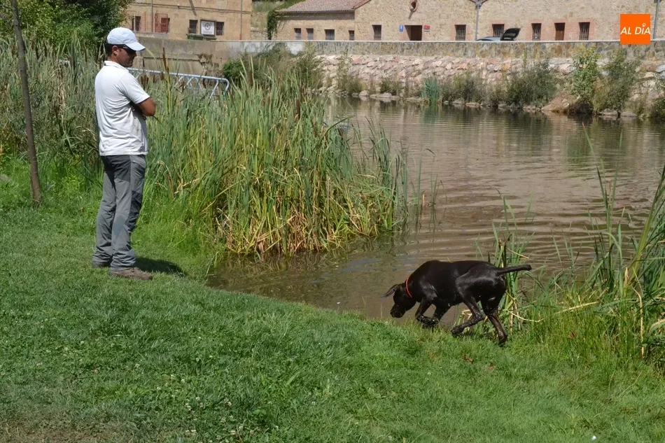 Foto 7 - Los perros de caza demuestran su habilidad en el agua en el Canal de La Concha  