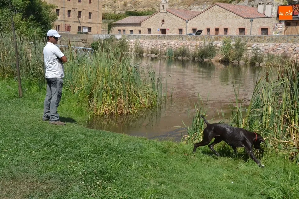 Foto 9 - Los perros de caza demuestran su habilidad en el agua en el Canal de La Concha  