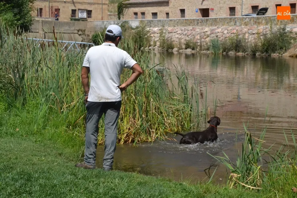 Foto 6 - Los perros de caza demuestran su habilidad en el agua en el Canal de La Concha  