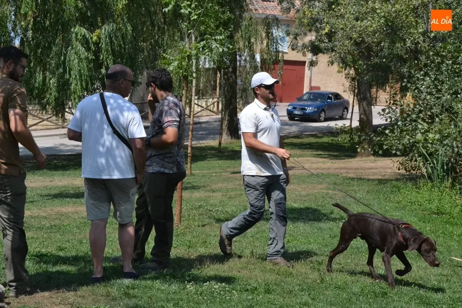 Foto 11 - Los perros de caza demuestran su habilidad en el agua en el Canal de La Concha  