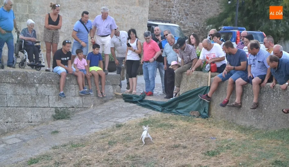 Los fosos de la Puerta del Sol acogen una sesión de caza de conejos y aves  