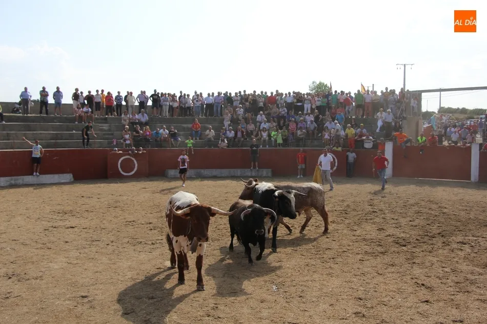 Foto 10 - Fugaz encierro de Valdeflores en Pere&ntilde;a de la Ribera  