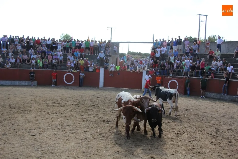 Foto 9 - Fugaz encierro de Valdeflores en Pere&ntilde;a de la Ribera  