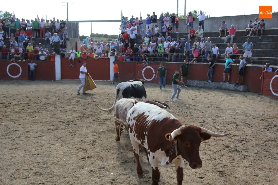 Foto 8 - Fugaz encierro de Valdeflores en Pere&ntilde;a de la Ribera  