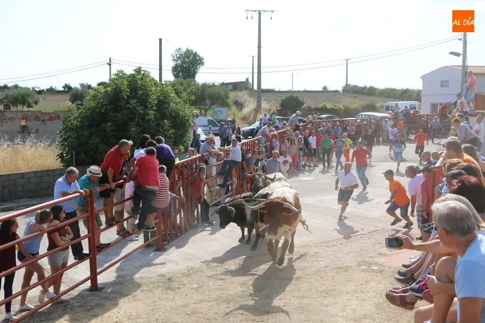 Foto 6 - Fugaz encierro de Valdeflores en Pere&ntilde;a de la Ribera  