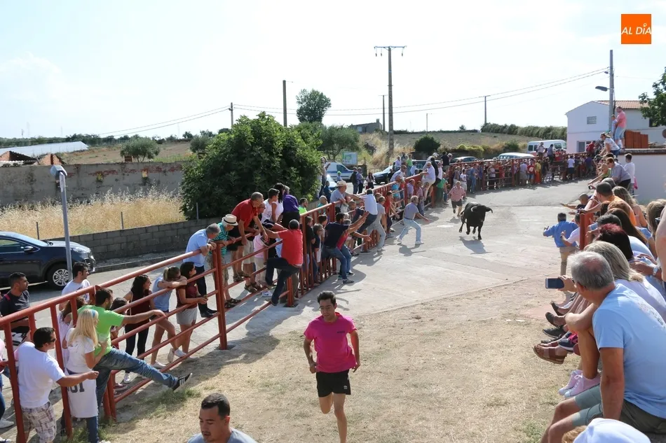 Foto 5 - Fugaz encierro de Valdeflores en Pere&ntilde;a de la Ribera  