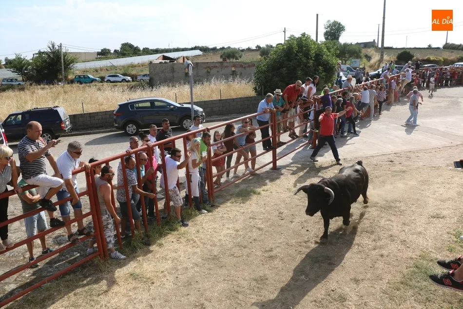 Foto 4 - Fugaz encierro de Valdeflores en Pere&ntilde;a de la Ribera  