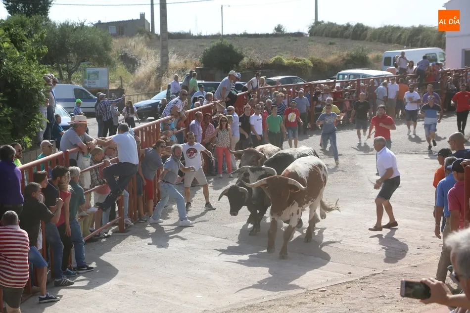 Foto 3 - Fugaz encierro de Valdeflores en Pere&ntilde;a de la Ribera  