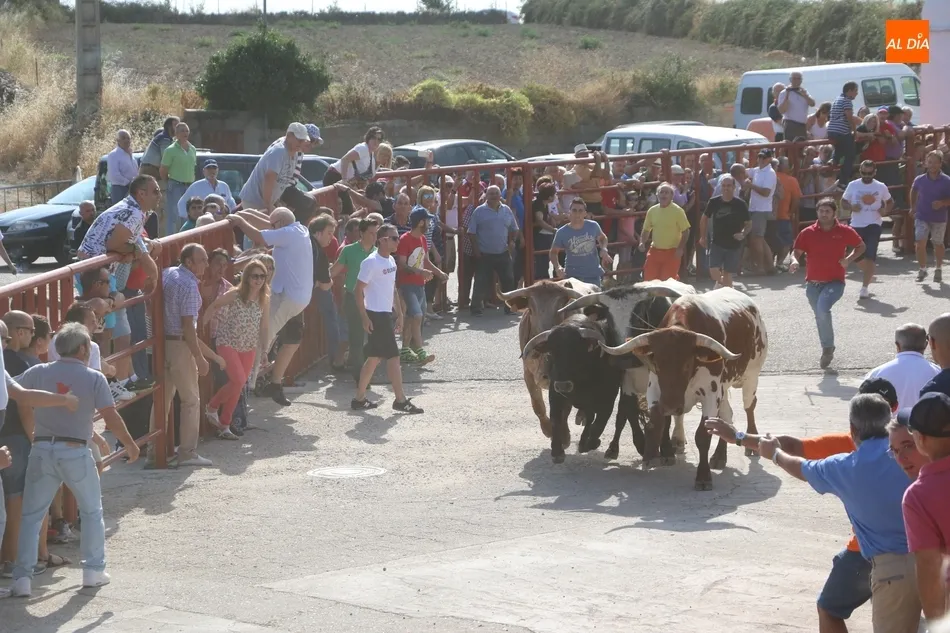 Foto 2 - Fugaz encierro de Valdeflores en Pere&ntilde;a de la Ribera  