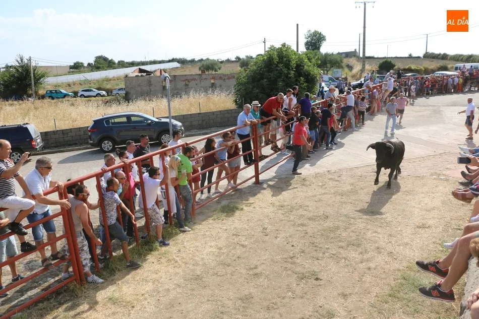 Fugaz encierro de Valdeflores en Pereña de la Ribera  