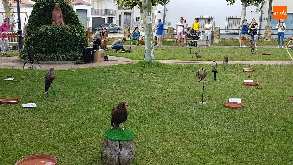Foto 10 - Una entretenida exhibici&oacute;n de aves rapaces despide los festejos