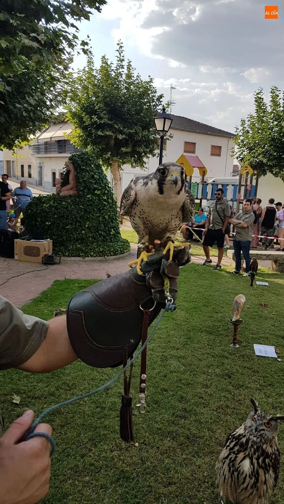 Foto 7 - Una entretenida exhibici&oacute;n de aves rapaces despide los festejos