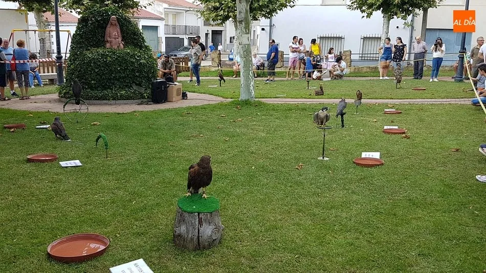 Foto 6 - Una entretenida exhibici&oacute;n de aves rapaces despide los festejos