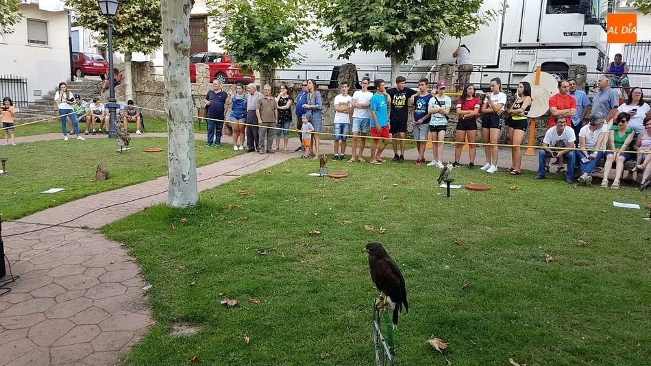 Foto 4 - Una entretenida exhibici&oacute;n de aves rapaces despide los festejos