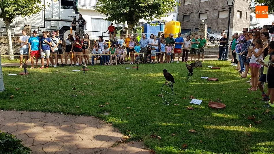 Foto 3 - Una entretenida exhibici&oacute;n de aves rapaces despide los festejos