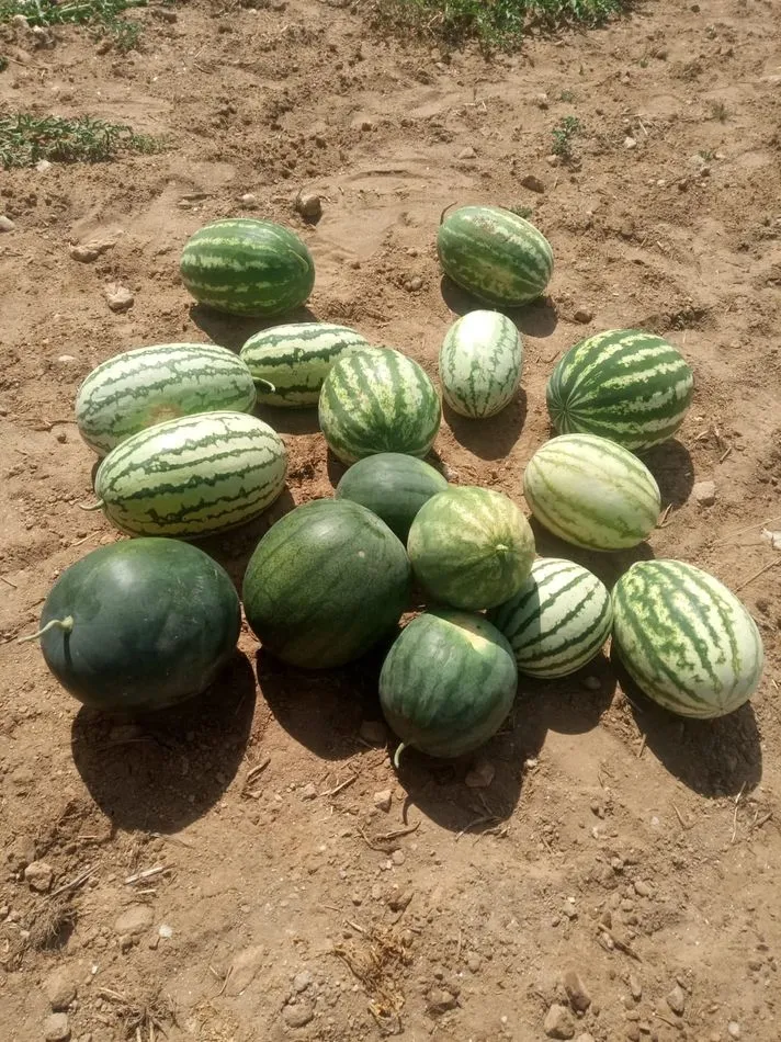 Foto 3 - Andr&eacute;s Jos&eacute; Calder&oacute;n vuelve a sorprender con sus sand&iacute;as gigantes en Guadramiro, pese al...