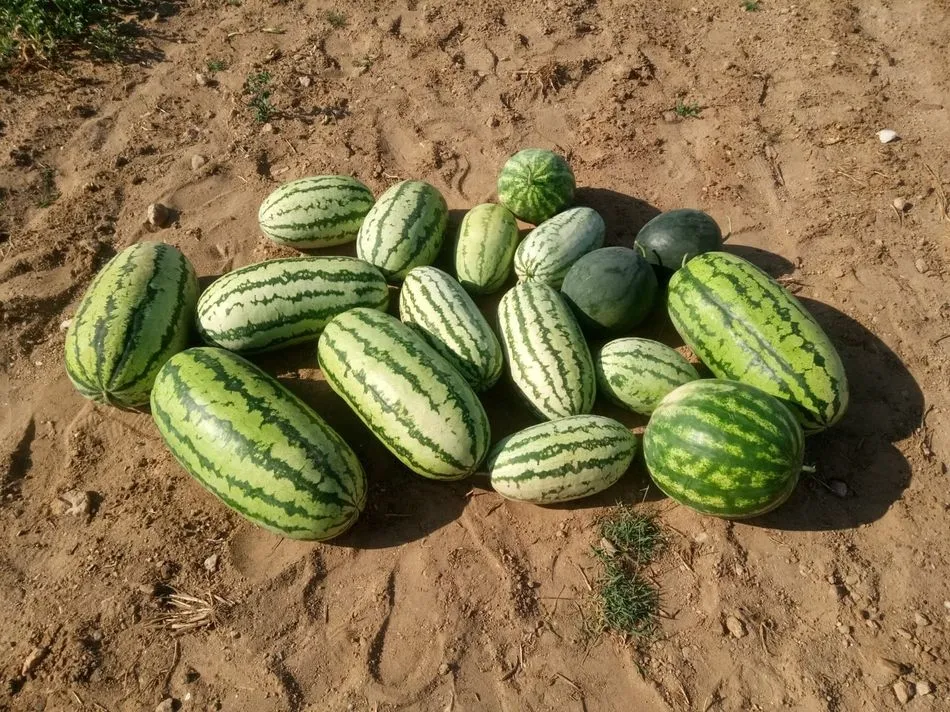 Foto 2 - Andr&eacute;s Jos&eacute; Calder&oacute;n vuelve a sorprender con sus sand&iacute;as gigantes en Guadramiro, pese al...