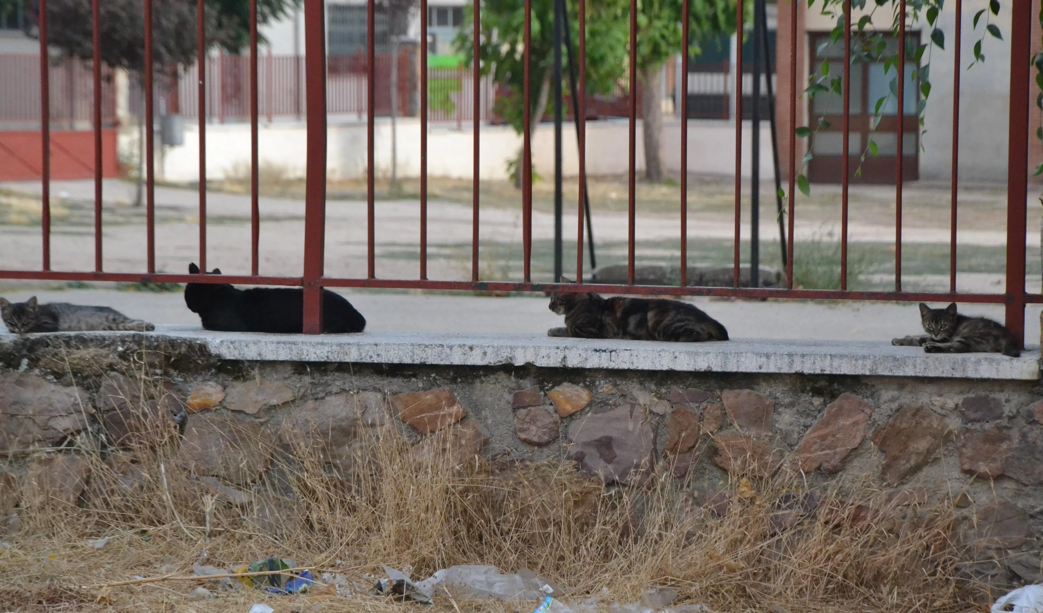 1Foto: El reposo dominical gatuno  