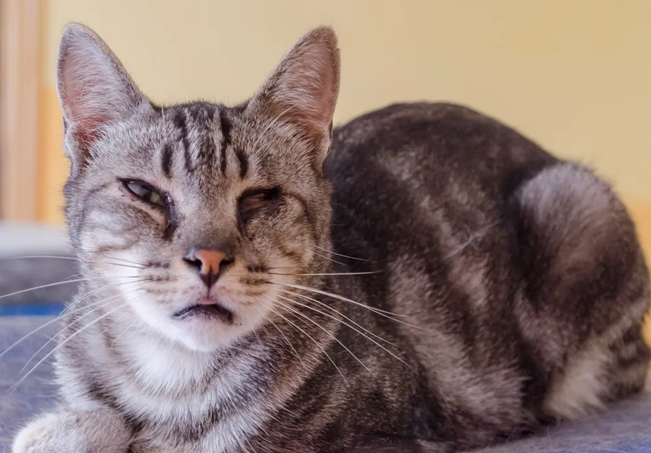 Uno de los felinos de La ciudad de los gatos