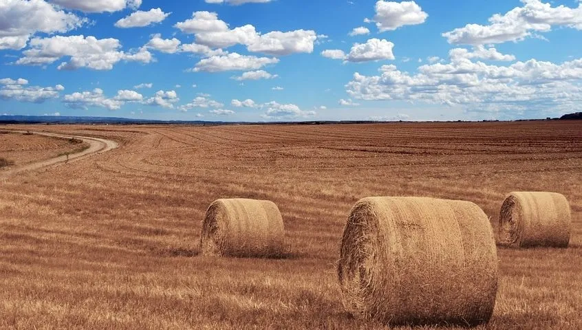 El paquete grande de paja subía 1€/T. para cotizar a 34 €/T.