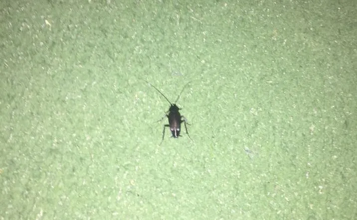 El PP reclama al Equipo de Gobierno que se tome más en serio la lucha antivectorial y la...