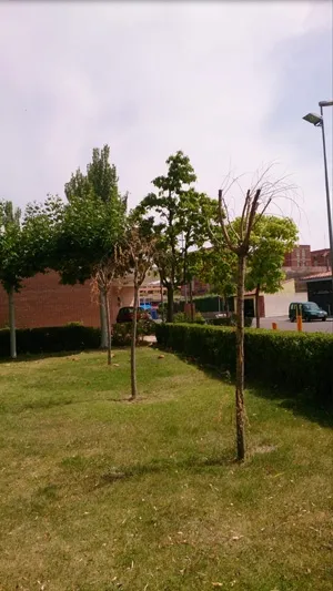 Foto 3 - El Grupo Popular denuncia la &ldquo;imagen lamentable&rdquo; que presentan las zonas verdes de la ciudad