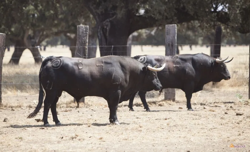 Toros de la ganadería de Montalvo que serán lidiados en la plaza de toros de La Glorieta, en la finca de ‘Linejo’  |  FOTOS: PABLO ANGULAR