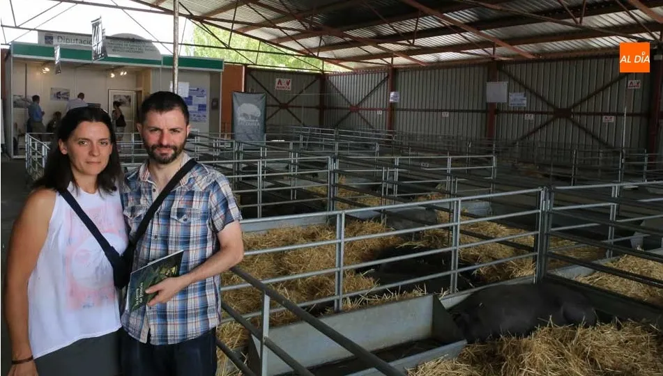 Concurso morfológico de porcino ibérico en el marco de Salamaq. Fotos: Alberto Martín