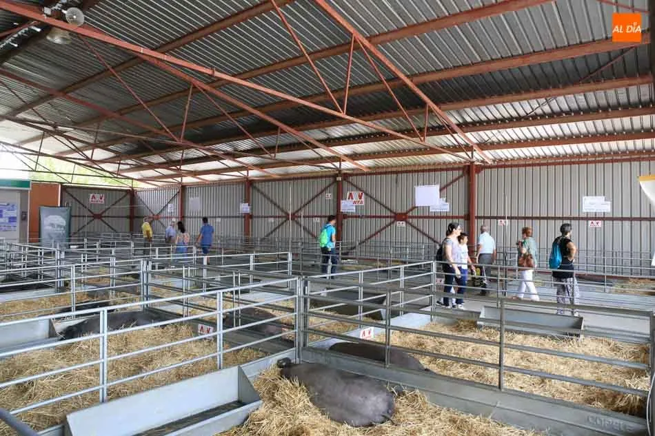 Foto 6 - Reparto de premios para las ganader&iacute;as de porcino ib&eacute;rico en el VII concurso morfol&oacute;gico  